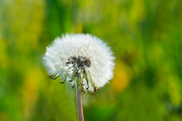 Dandelion in close-up with a green meadow in the background.