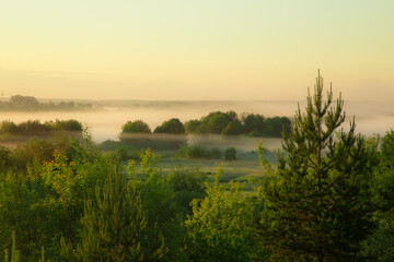 Fototapeta na wymiar thick fog rises over fields in the rays of the rising sun on a warm summer morning