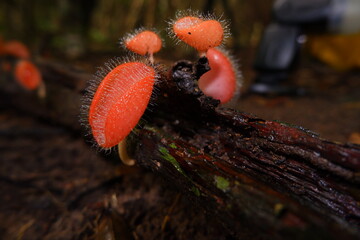 Red cup mushroom or fungi kingdom