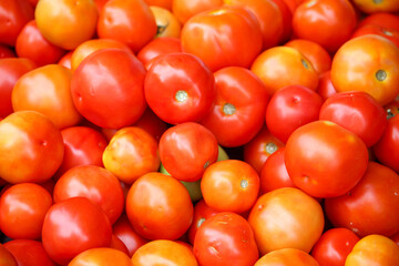 tomatoes on the vine