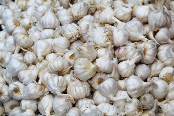 close up of garlic