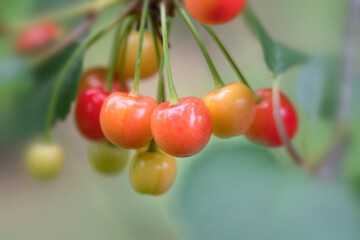 Large cluster of sour cherries ripen on the tree