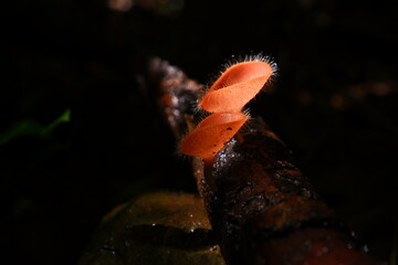 Red cup mushroom or fungi kingdom