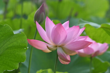 立田村のピンクの蓮の花