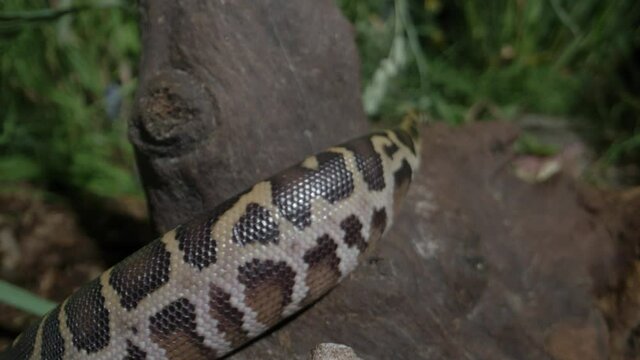 Burmese python slithering on wooden stump