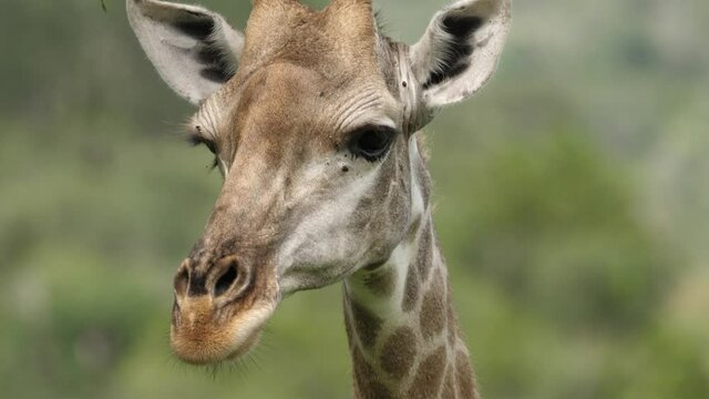 Flies crawling on giraffe's face, Extreme Closeup