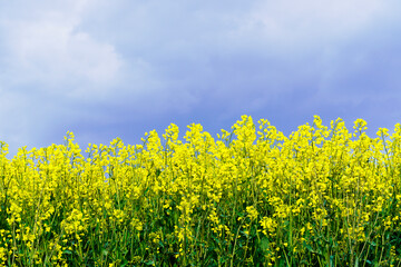 Fototapeta premium Yellow rapeseed field with gathering storm clouds in the background. Useful plant in agriculture. Brassica napus. Yellow flowers in a field.