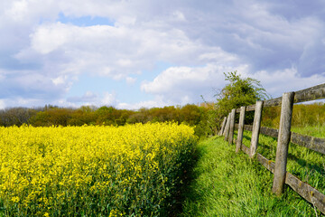 Fototapeta na wymiar Landscape with a rapeseed field. A field of yellow flowers. Agricultural crop in the flowering period.