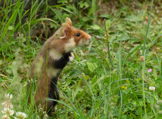 Feldhamster in freier Wildbahn