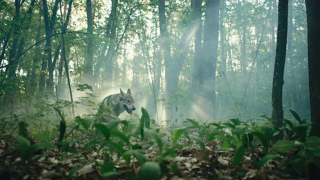 Gray wolf in a beautiful forest, with the rays of the sun in the background.