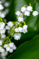 Close-up of many lily of the valley flowers. Photo taken in artificial, soft light.