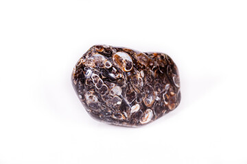 Macro mineral agate fossil fossilized with fossilized turtles on white background