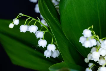Foto op Canvas Close-up of many lily of the valley flowers. Photo taken in artificial, soft light. © Fotoforce