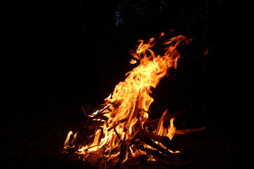 A beautiful flame of fire in the forest.