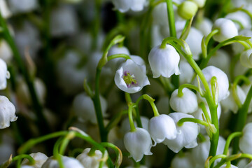 Close-up of many lily of the valley flowers. Photo taken in artificial, soft light.