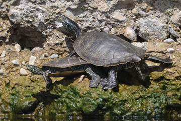 Northern Map Turtles, single and in a group, on a rocky shoreline on a river on a bright summer day
