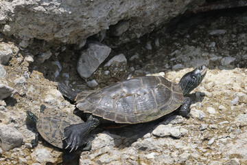 Northern Map Turtles, single and in a group, on a rocky shoreline on a river on a bright summer day
