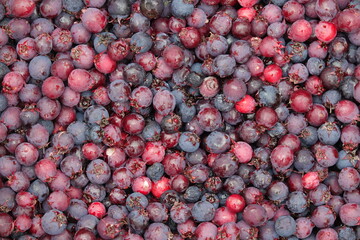 saskatoon berries close up