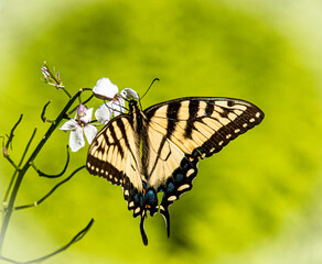 butterfly on a flower