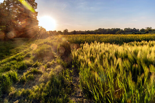 Gerstenfeld und Raps im Abendlicht