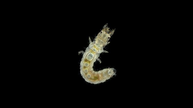 Beetle larva of family Hydrophilidae under a microscope, order Coleoptera. They live in water, cannot swim, so they crawl over algae, branches ... Predators hunt mainly snails