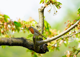 European robin sits on the branch of a cherry tree. European songbird. Little bird with a red breast.