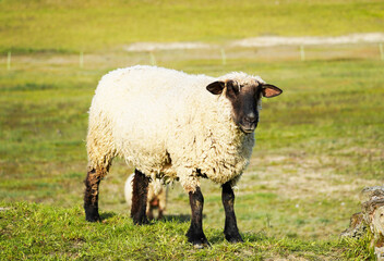 Sheep on a green meadow. Grazing animal with light wool.