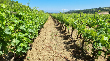 Fototapeta na wymiar Winery in the South of France