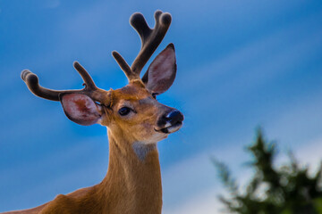 Head shot of a white tailed deer buck with blue sky in the background