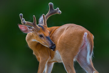 A young male white-tailed deer (buck) with beautiful antlers under the sunlight turned his head with the green forest in the background