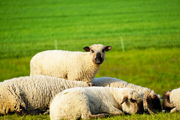 Fototapeta premium Sheep on a green meadow. Flock of sheep grazing in a pasture. Herd animals, mammals.