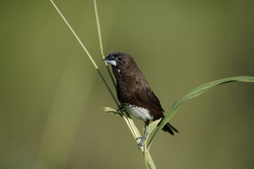 White bellied munia (Lonchura leucogastra) on a grass
