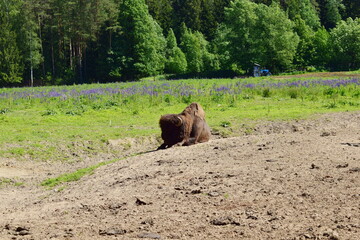 american bison in the kennel pen