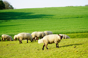 Sheep on a green meadow. Flock of sheep grazing in a pasture. Herd animals, mammals.