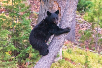 Cute black bear cub climbing a tree in a sunny forest