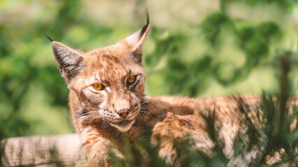 A resting lynx watching toward the photographer © Kevin_Carvalho_Photo