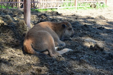 american bison calf in the kennel pen