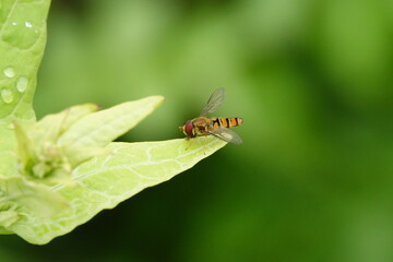 hoverfly on leaf
