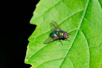 Close up of a blowfly on a green leaf. Calliphoridae. Green fly.