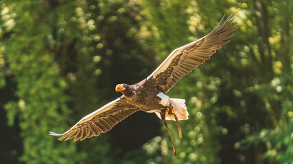 Close up picture of a flying bald eagle