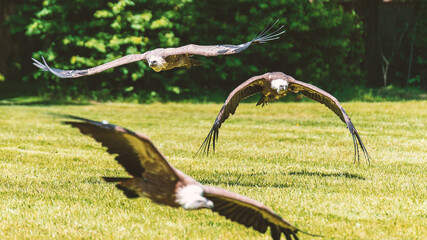 Action photography of three vulture flying - obrazy, fototapety, plakaty