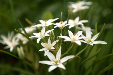 white flowers in the garden