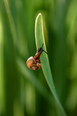 
snail on the grass close up macro