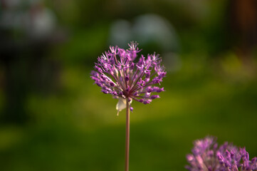 onion flower macro photo