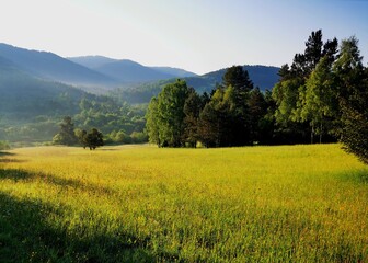 A wild mountain glade in the Low Beskids at sunrise. Flowers in the meadow, tall grass.