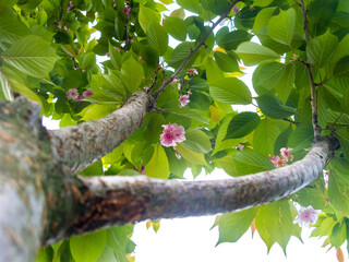 Pink flowers on a blossom tree. Up view to the crown from the ground. 