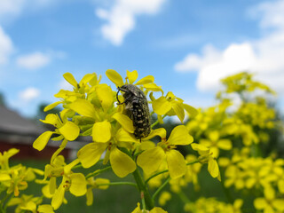 A bug climbing a group of yellow flowers.
