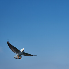 Image of seabirds. Image of seagulls.