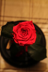 beautiful little scarlet flower in a flask close-up