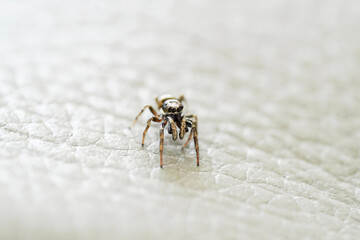 Small jumping spider, Salticidae. Close up of a spider on a light leather surface.